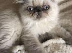 Persian female colorpoint - Persian Kitten For Sale - 