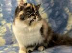 CFA REG CALICO SMOKE BABY GIRL - Persian Kitten For Sale - Tarentum, PA, US