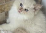 Cinnamon mitted with a blaze female - Ragdoll Kitten For Sale - Butler, PA, US