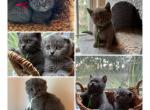 Scottish Fold Straight Kittens - Scottish Fold Kitten For Sale - Moore, SC, US