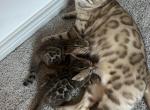 Winnies Litter - Bengal Kitten For Sale - Charlotte, NC, US