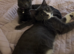 Jax & Nova - Domestic Cat For Adoption - NJ, US