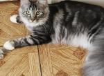 Yetty - Maine Coon Kitten For Sale - Dade City North, FL, US