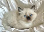 Bongo - Ragdoll Kitten For Sale - Quarryville, PA, US