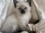 Turkey - Siamese Kitten For Sale - Quarryville, PA, US