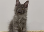 tonnie - Maine Coon Kitten For Adoption - New York, NY, US