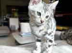 Silvy - Bengal Kitten For Sale - Totowa, NJ, US