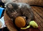 Dante Blue Cream Reserved - Persian Kitten For Sale - 