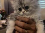 Magic Silver - Persian Kitten For Sale - Pensacola, FL, US