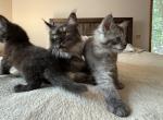 Very nice gentle kittens - Maine Coon Kitten For Sale - Boonton, NJ, US