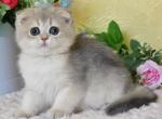 Taya Scottish Fold female blue golden shaded - Scottish Fold Kitten For Sale - 