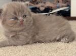 Lilac British Shorthair Last one - British Shorthair Kitten For Sale - Canton, OH, US