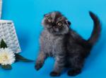 Raffaella Scottish Fold female black smoke - Scottish Fold Kitten For Sale - Miami, FL, US