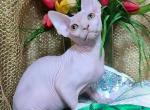 Alex Canadian Sphynx male white - Sphynx Kitten For Sale - Miami, FL, US