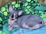 Barbara Canadian Sphynx female black bicolour - Sphynx Kitten For Sale - Miami, FL, US