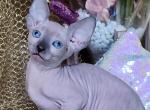 Iris Canadian Sphynx female lilac pointed - Sphynx Kitten For Sale - Miami, FL, US