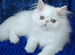 Charlotte Persian female white - Persian Kitten For Sale - Miami, FL, US