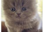 British Shorthair - British Shorthair Kitten For Sale - Canton, OH, US