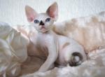 Jennifer Devon Rex female black tortie harlequin - Devon Rex Kitten For Sale - Miami, FL, US