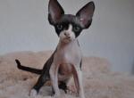 Jordan Devon Rex male black bicolour - Devon Rex Kitten For Sale - Miami, FL, US