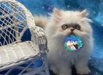 Himalyan - Himalayan Kitten For Sale - Clarksdale, MS, US