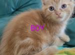 Cherry - Domestic Kitten For Sale - Round Lake Beach, IL, US