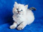 Tadey Siberian male seal tabby pointed - Siberian Kitten For Sale - 