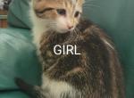 Liza - Domestic Kitten For Sale - Round Lake Beach, IL, US