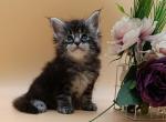 Licinia Maine Coon female black silver tabby - Maine Coon Kitten For Sale - Miami, FL, US