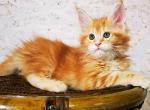 Roksolana Maine Coon female red tabby - Maine Coon Kitten For Sale - Miami, FL, US