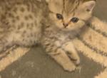 Beni - Scottish Fold Kitten For Sale - Philadelphia, PA, US