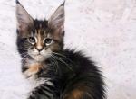 Rita Maine Coon female black tortie tabby with wh - Maine Coon Kitten For Sale - Miami, FL, US