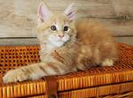 Sim Maine Coon female cream tabby - Maine Coon Kitten For Sale - Miami, FL, US