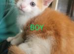 Jerry - Domestic Kitten For Sale - Round Lake Beach, IL, US