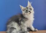 Gabriel Maine Coon male black silver ticked tabby - Maine Coon Kitten For Sale - Miami, FL, US