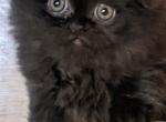 black male - Persian Kitten For Adoption - 