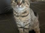 Boris - Scottish Straight Kitten For Sale - Philadelphia, PA, US