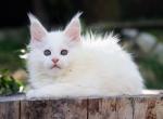 Mimi Maine Coon female white - Maine Coon Kitten For Sale - Miami, FL, US