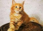 Raya Maine Coon female red - Maine Coon Kitten For Sale - Miami, FL, US