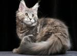 Yantarina Maine Coon female blue tortie tabby - Maine Coon Kitten For Sale - Miami, FL, US