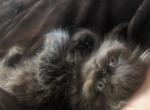 chocolate - Persian Kitten For Sale - 