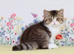 Xenon Exotic male chocolate spotted tabby harlequ - Exotic Kitten For Sale - Miami, FL, US