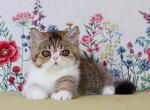 Xahariy Exotic male chocolate spotted tabby harle - Exotic Kitten For Sale - Miami, FL, US