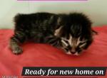 Cynder - Manx Kitten For Sale - Muskegon, MI, US