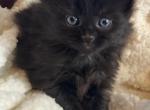 Miko - Siberian Kitten For Sale - Port Murray, NJ, US