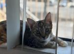 Amber - Domestic Kitten For Sale - 