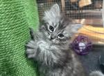 Siberian Kittens - Siberian Kitten For Sale - 