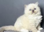 Magnolia Ragdoll female blue mitted - Ragdoll Kitten For Sale - Miami, FL, US