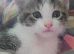 Jack - Domestic Kitten For Sale - Round Lake Beach, IL, US