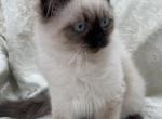 Neva Masquerade - Siberian Kitten For Sale - 